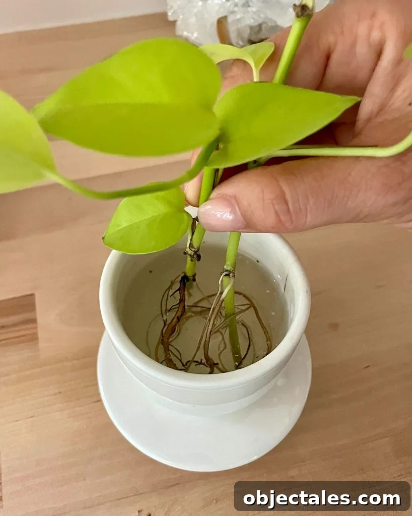 Roots In Water For Propagating Neon Pothos