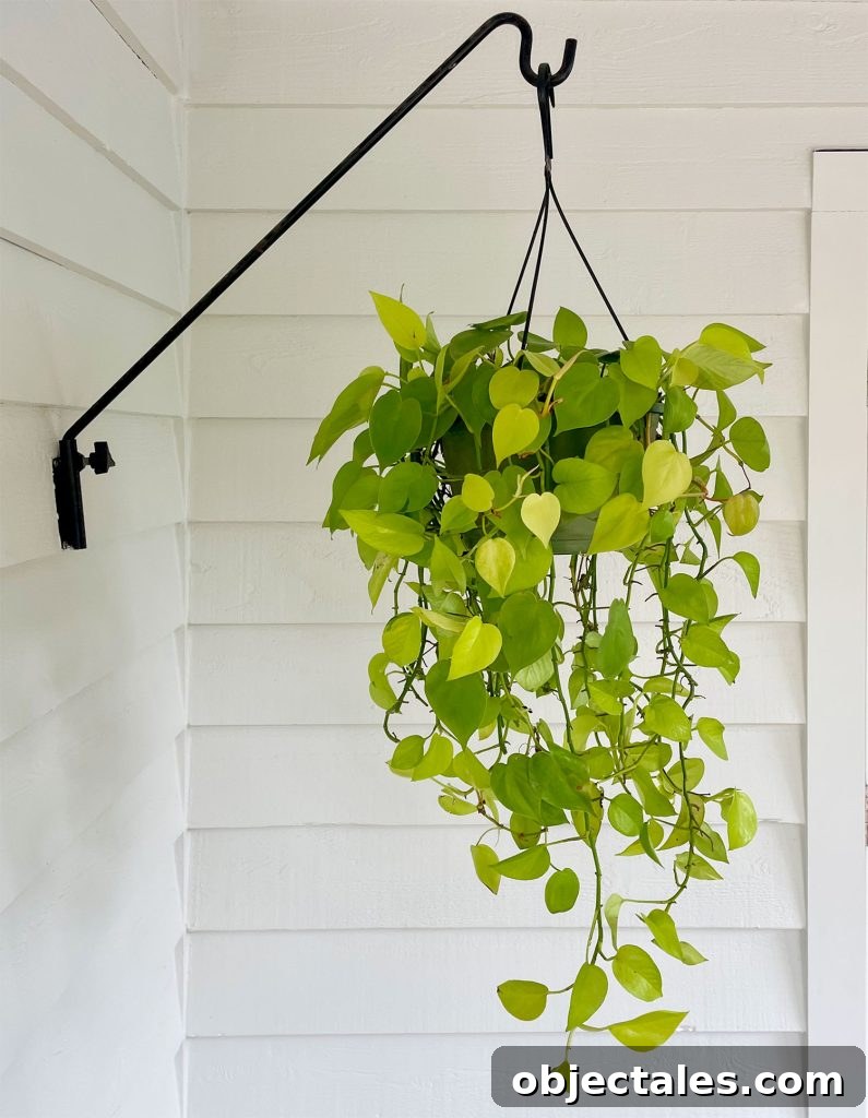 Neon Pothos Care Guide: Light, Watering and Growth Tips 7 Neon Pothos Outdoor Hanging Basket