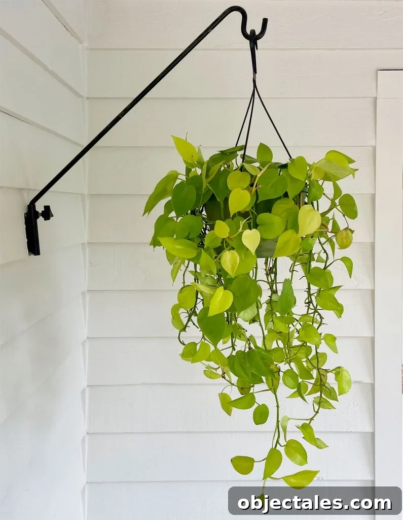 Neon Pothos Outdoor Hanging Basket