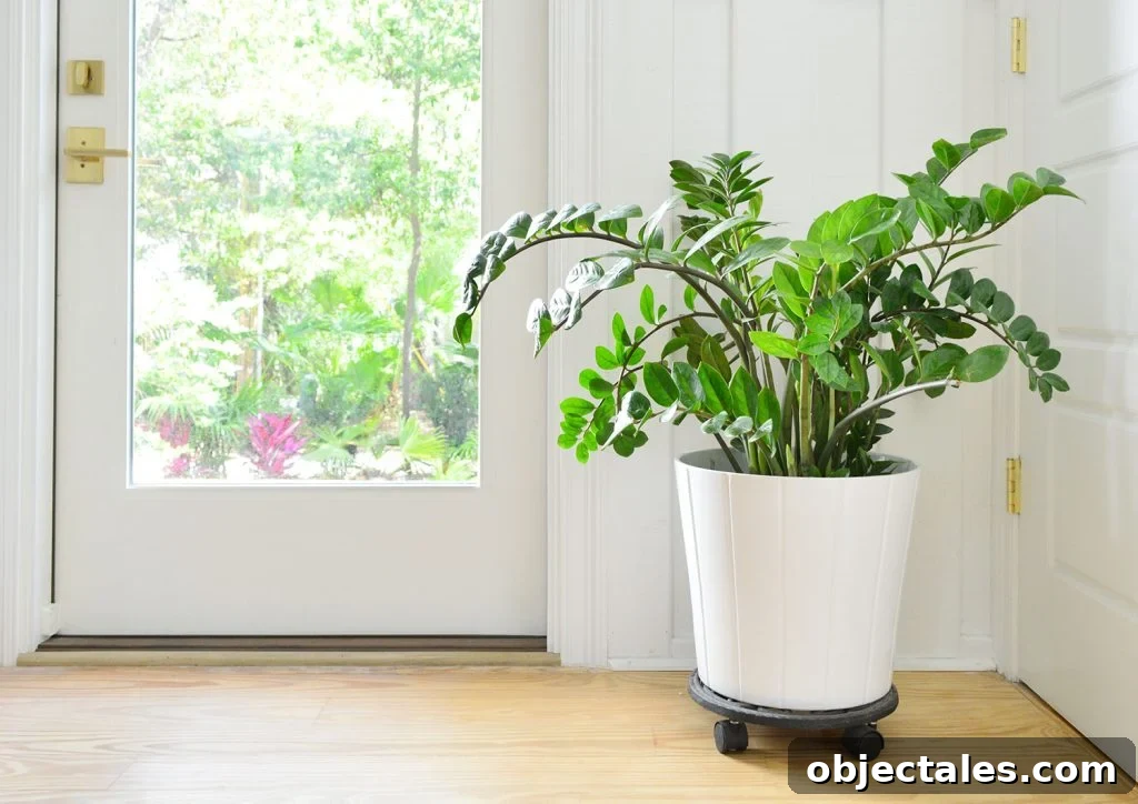 ZZ Plant In White Pot Next to Front Door