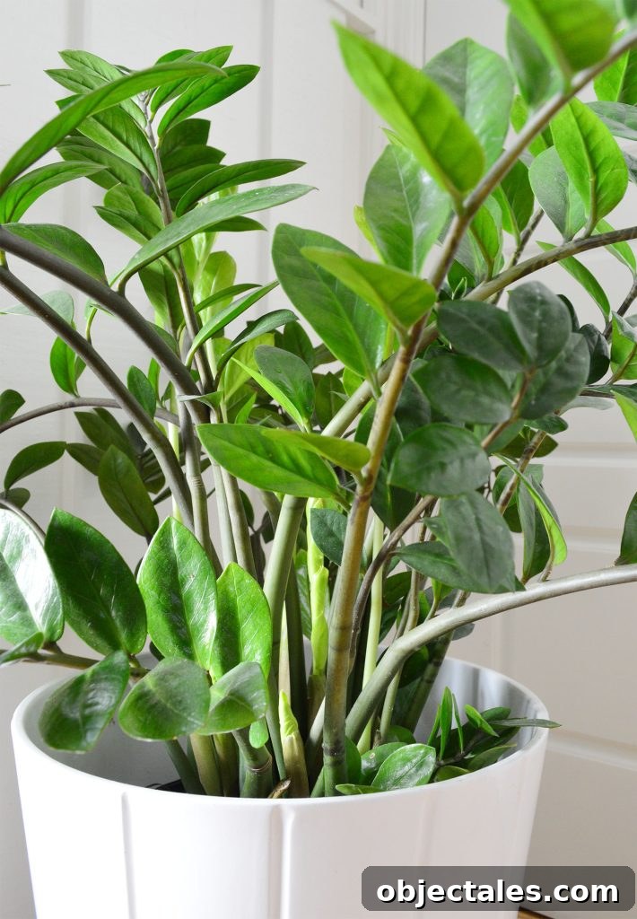Close Up of Leaves On ZZ Plant