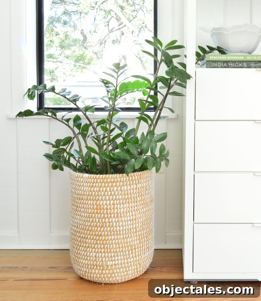 ZZ Plant In Basket On Floor Next To Bookcase