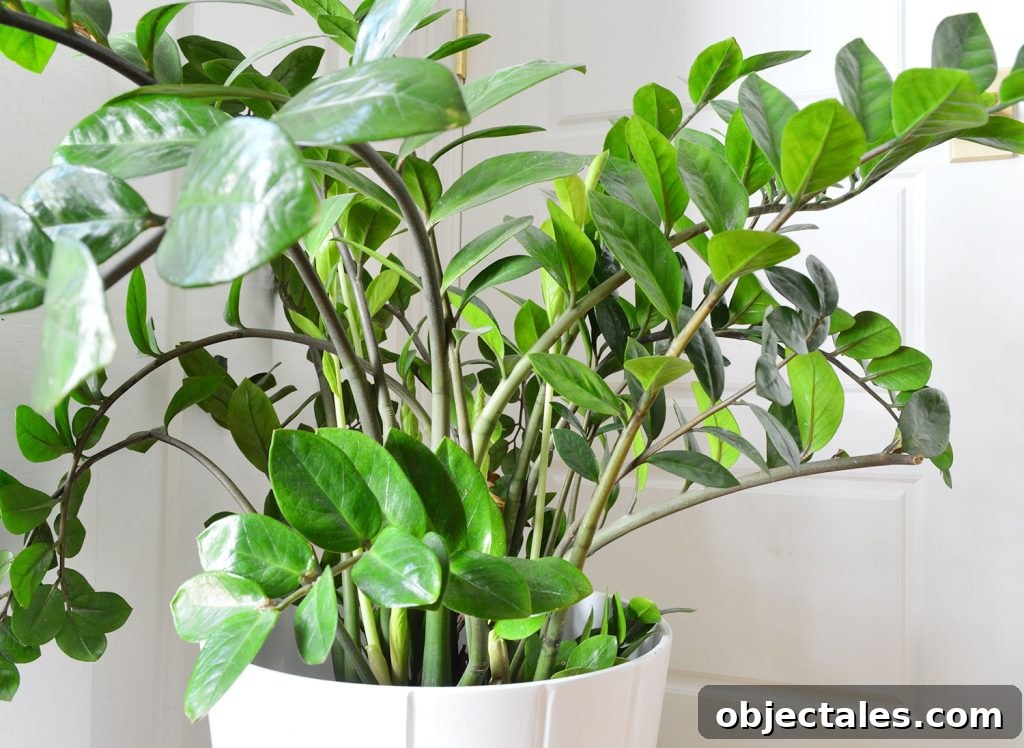 Close Up Of ZZ Plant Leaves