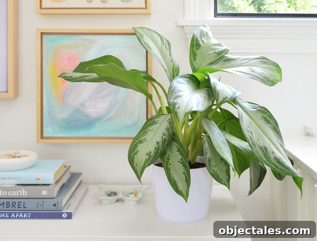 Aglaonema Care Guide: Grow and Maintain Chinese Evergreen 3 Aglaonema Houseplant On White Console With Artwork