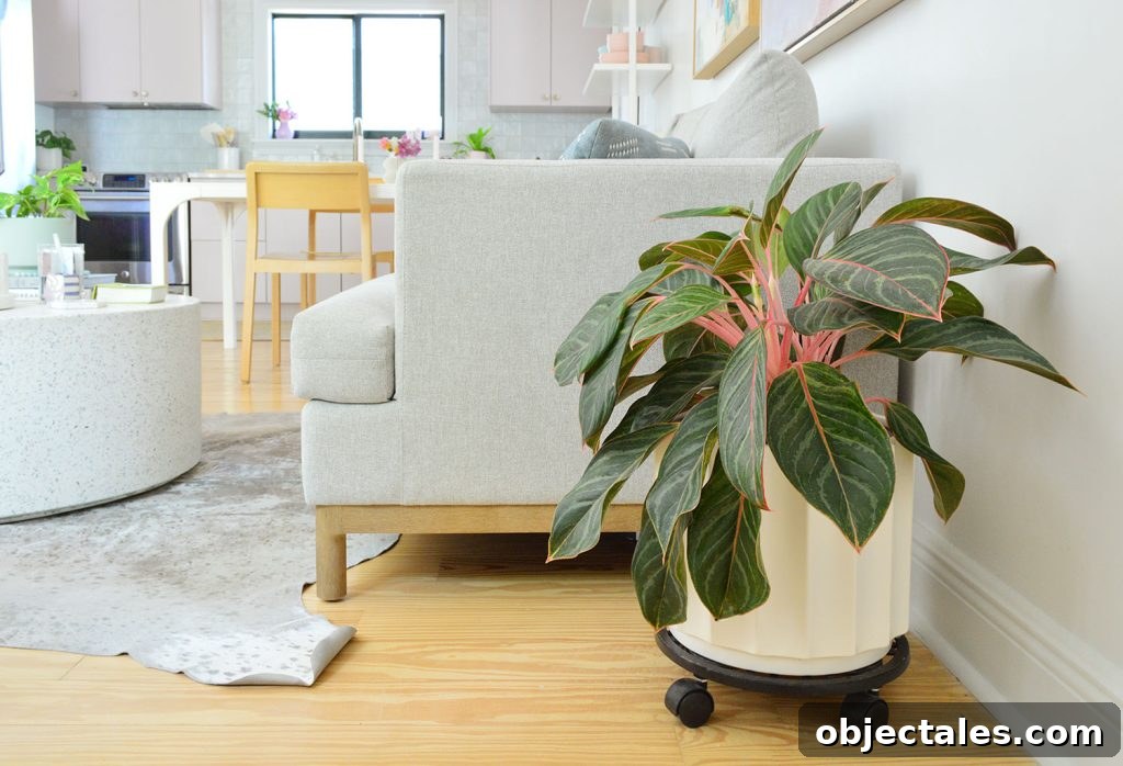 Aglaonema Care Guide: Grow and Maintain Chinese Evergreen 4 Pink Aglaonema Next To Couch In Kitchen