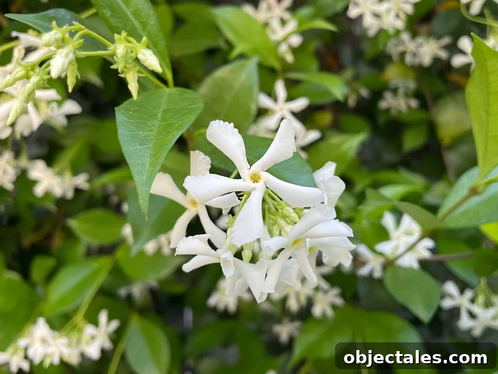 Star Jasmine Care: Growing Tips and Maintenance 2 Close Up Of Star Jasmine Flower White Bloom