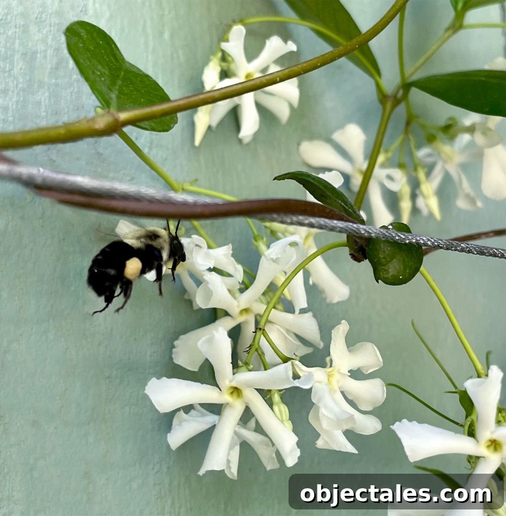 Star Jasmine Care: Growing Tips and Maintenance 11 Bee Pollinating Star Jasmine Flower