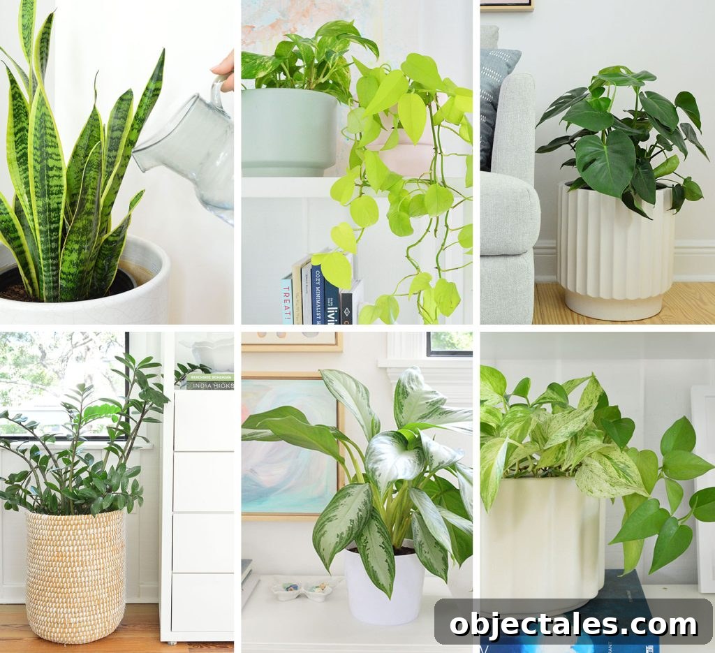 Star Jasmine Care: Growing Tips and Maintenance 12 Collage of House Plant Care Guides