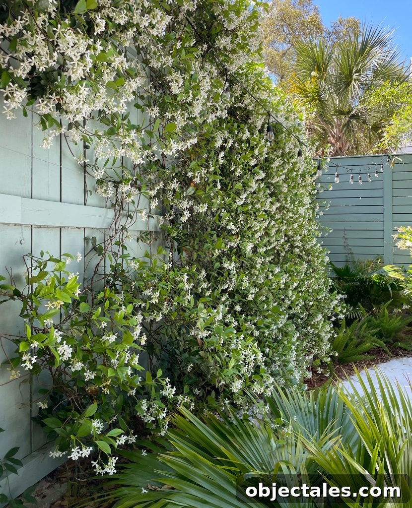 Star Jasmine Care: Growing Tips and Maintenance 3 Wall Of Blooming Star Jasmine Vine In Tropical Backyard