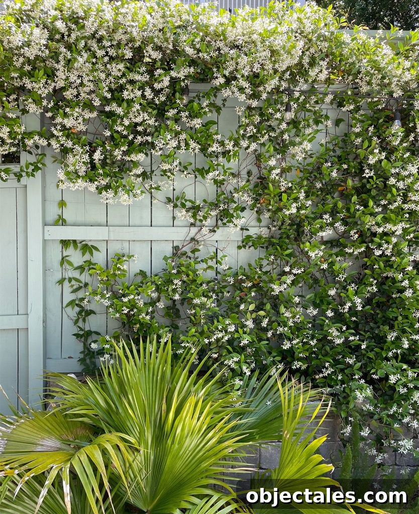 Star Jasmine Care: Growing Tips and Maintenance 4 Fence With Star Jasmine Blooming Vine And Chinese Fan Palm