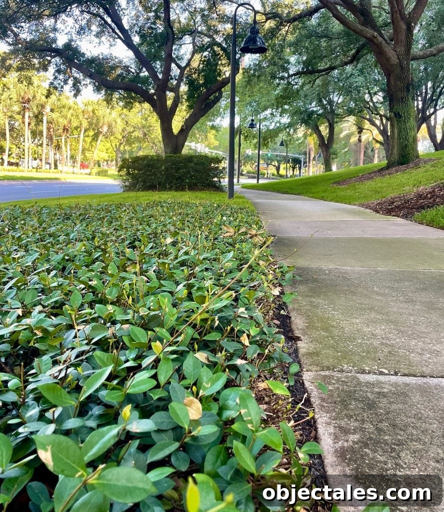 Star Jasmine Care: Growing Tips and Maintenance 5 Star Jasmine As Ground Cover Next To Sidewalk