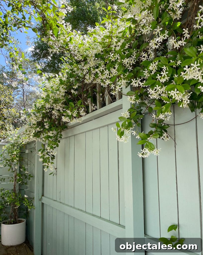 Star Jasmine Care: Growing Tips and Maintenance 6 Fence With Star Jasmine Along Top