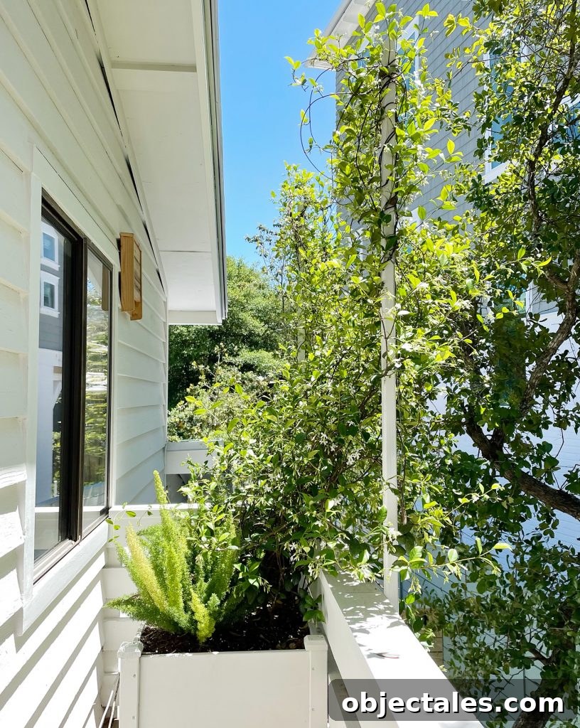 Star Jasmine Care: Growing Tips and Maintenance 7 Privacy Trellis With Star Jasmine
