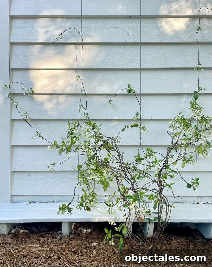 Star Jasmine Care: Growing Tips and Maintenance 8 Wire Trellis With Small Star Jasmine Vine Growing Up