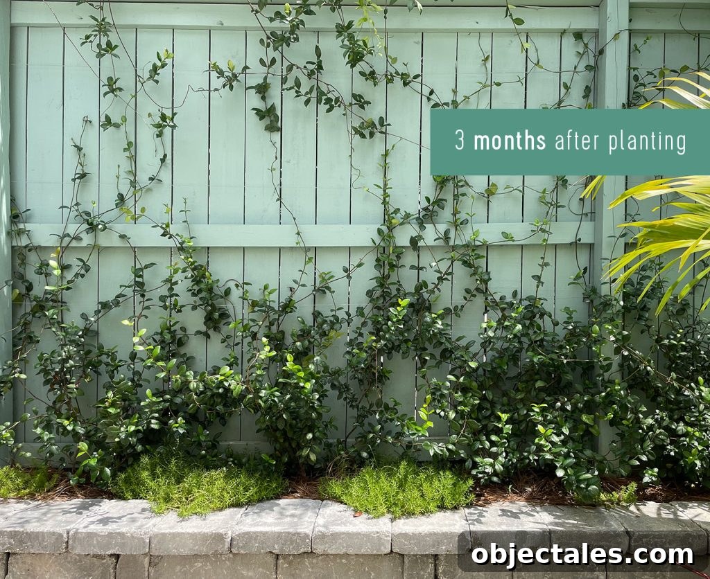 Star Jasmine Care: Growing Tips and Maintenance 9 Wall Trellis Of Star Jasmine 3 Months After Planting