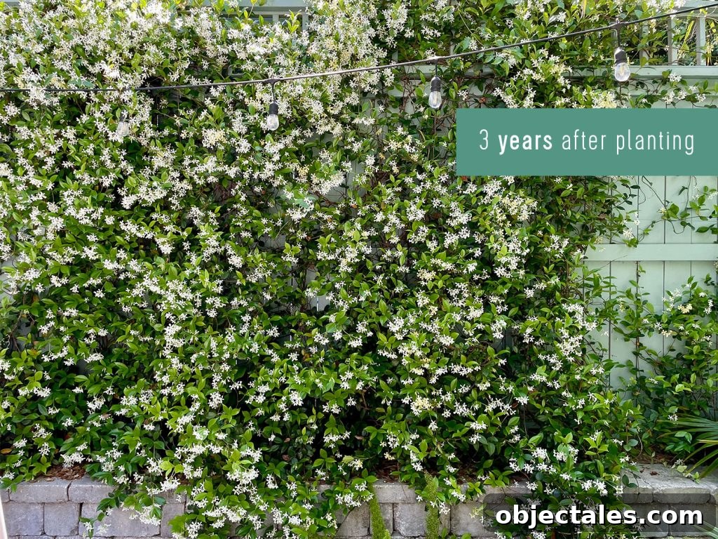 Star Jasmine Care: Growing Tips and Maintenance 10 Wall of Star Jasmine Growth 3 Years After Planting In Bloom