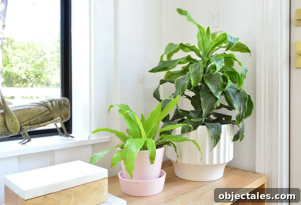 Corn Plant Varieties In Pots On Wood Bench