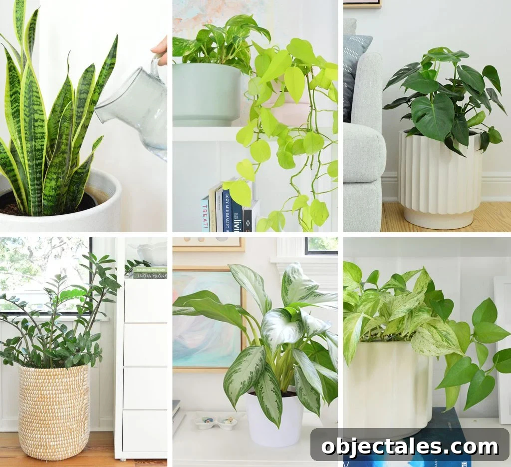 Collage of House Plant Care Guides