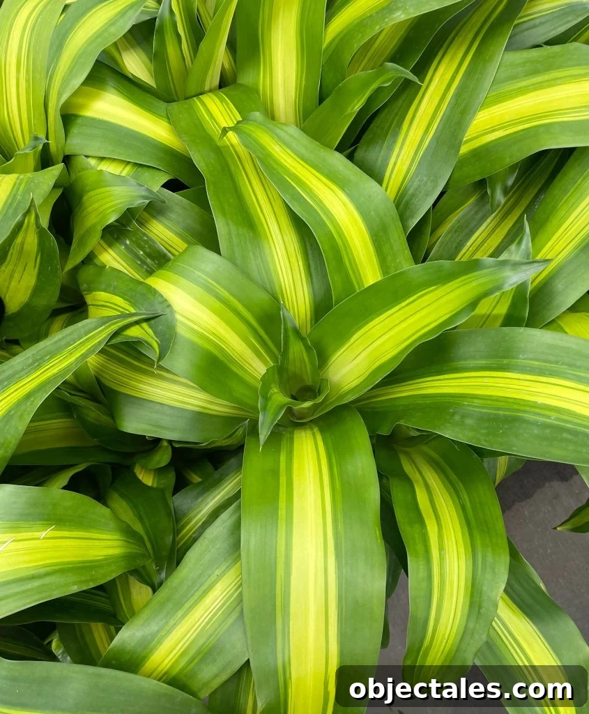 Leaves of Dracaena fragrans Massangeana Corn Plant