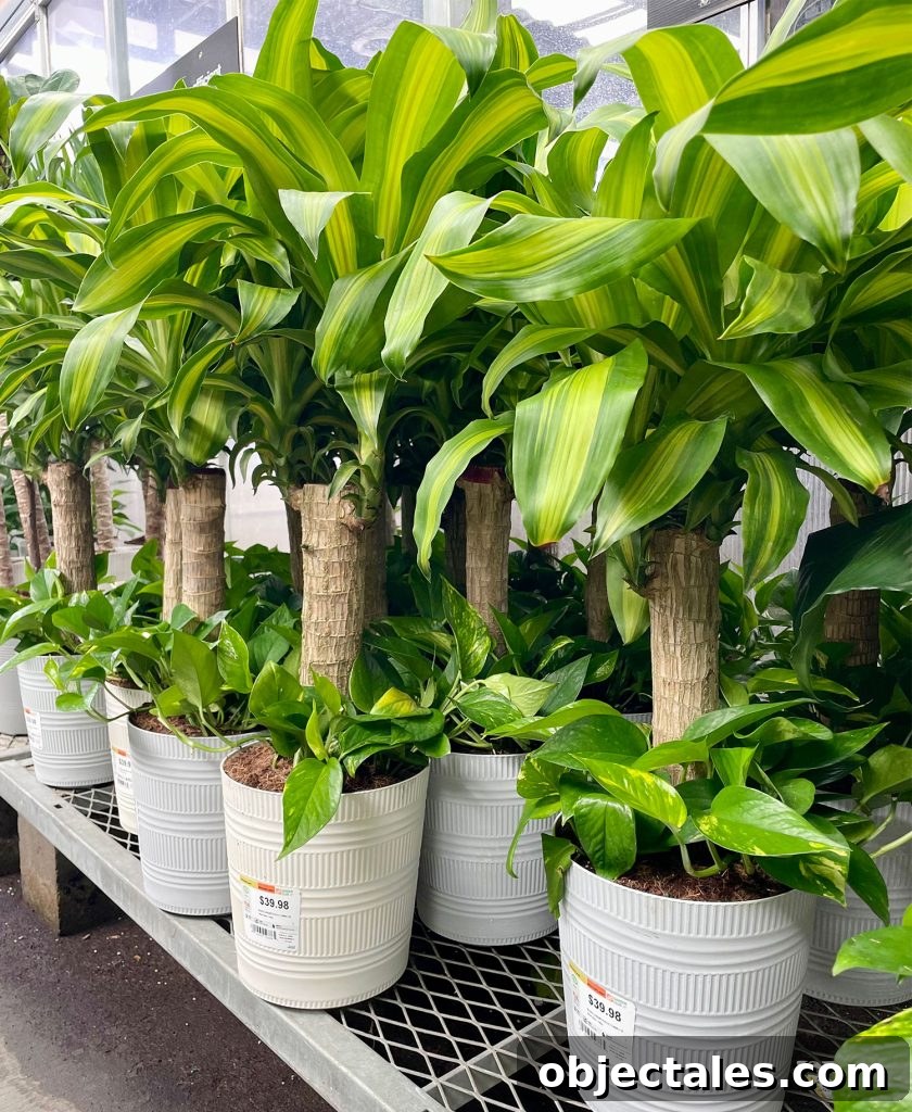 Corn Plant Massangeana For Sale With Pothos