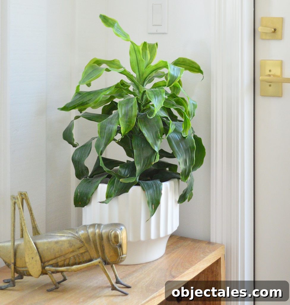 Potted Corn Plant With Brass Grasshopper