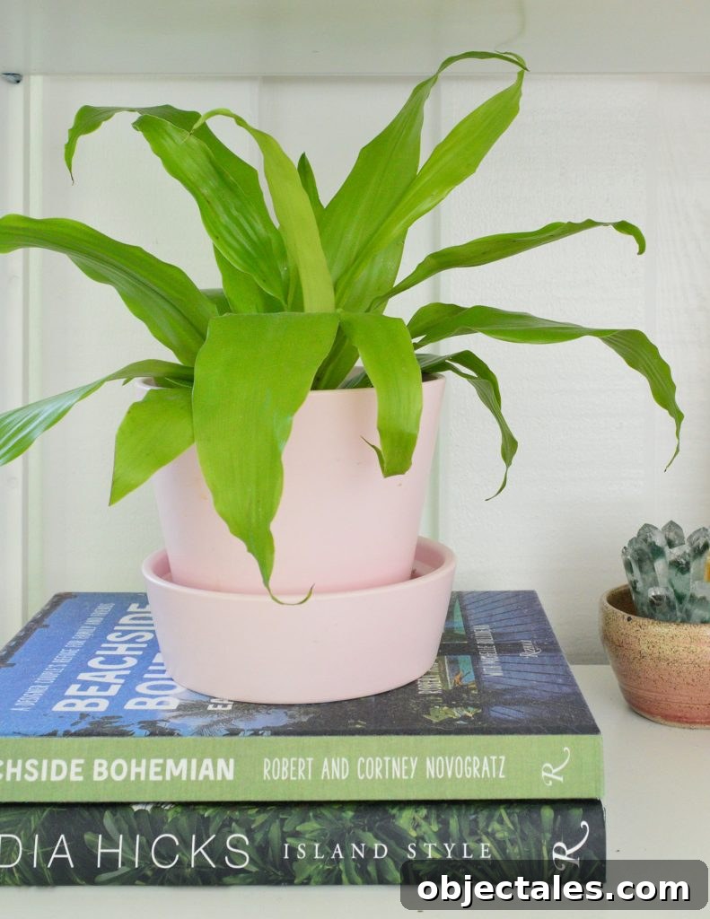 Limelight Corn Plant In Pink Pot