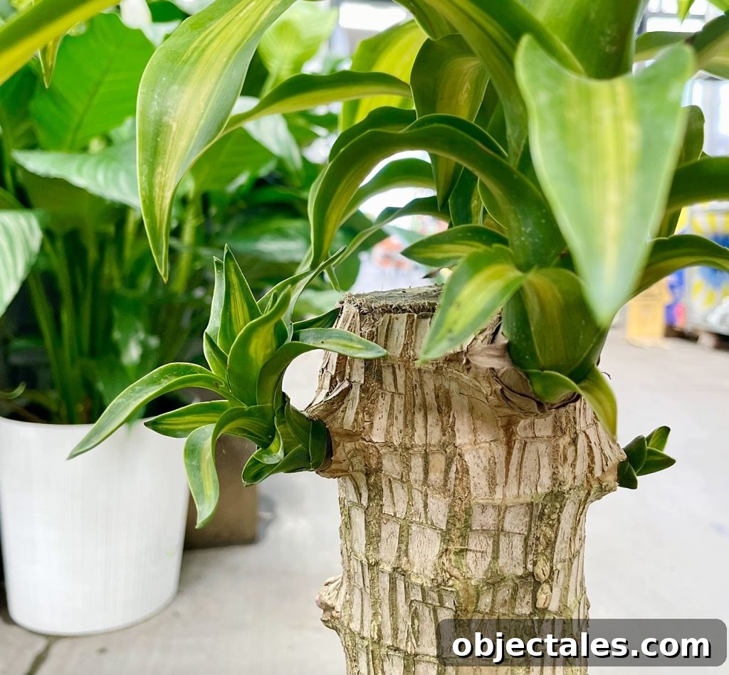Cut top of Corn Plant Massangeana With New Growth