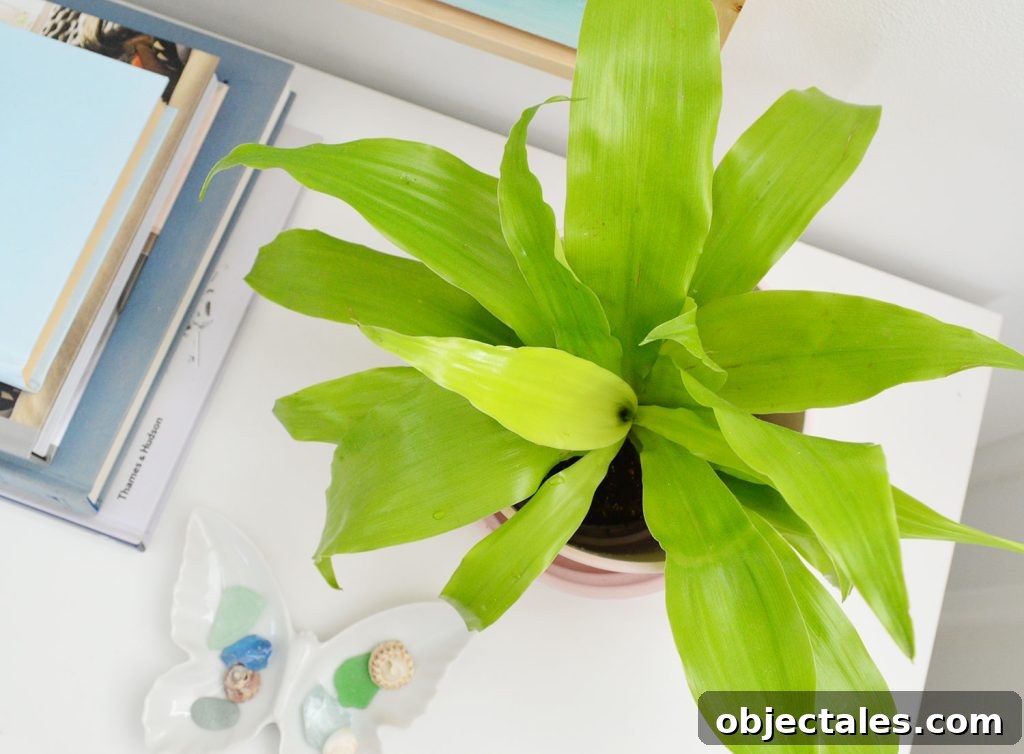 Overhead View Of Limelight Corn Plant Houseplant