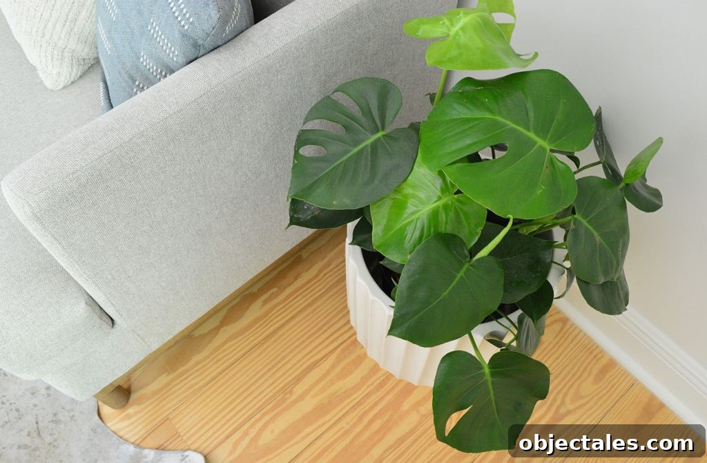 Monstera deliciosa houseplant next to gray couch
