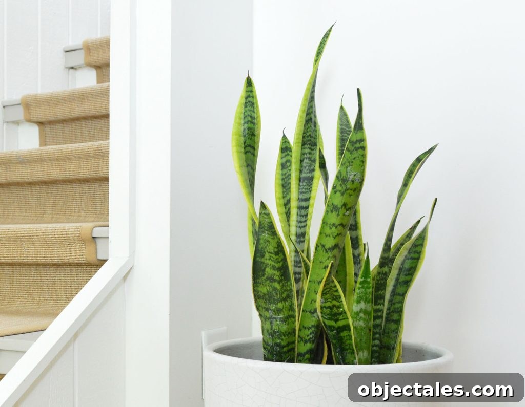 Snake Plant Leaves In White Pot