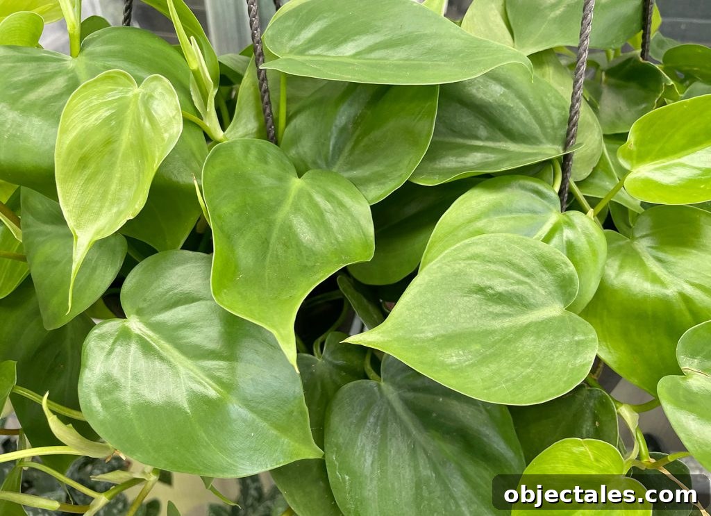 Close Up of Heartleaf Philodendron Leaves