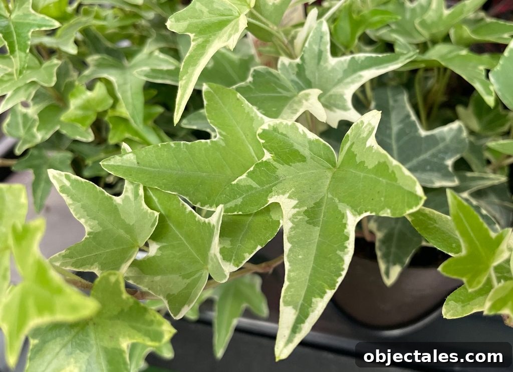 Close Up of English ivy leaf