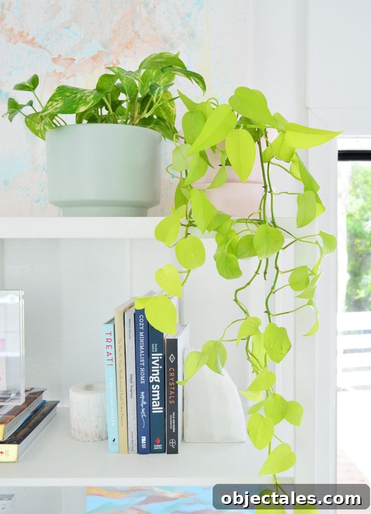 Neon Pothos Vine Trailing Off Bookcase