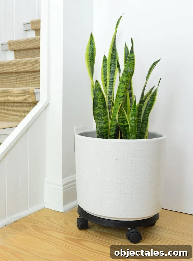 Snake Plant In White Pot On Wheels