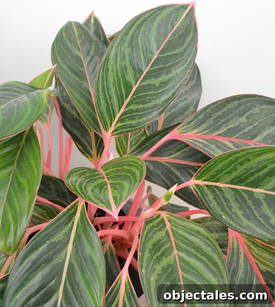 Close Up Of Pink Aglaonema Leaves