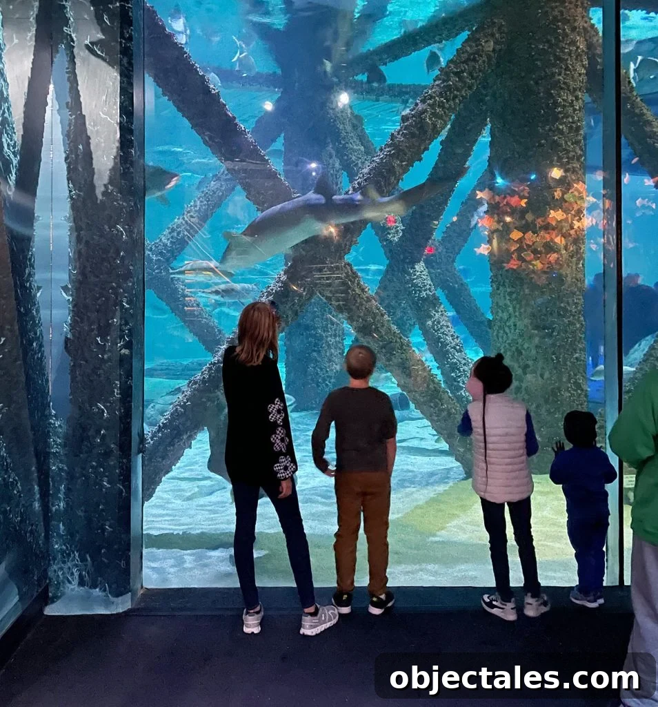 Family Weekend in New Orleans: Kid-Friendly Things to Do 18 Kids At New Orleans Aquarium Shark Tank