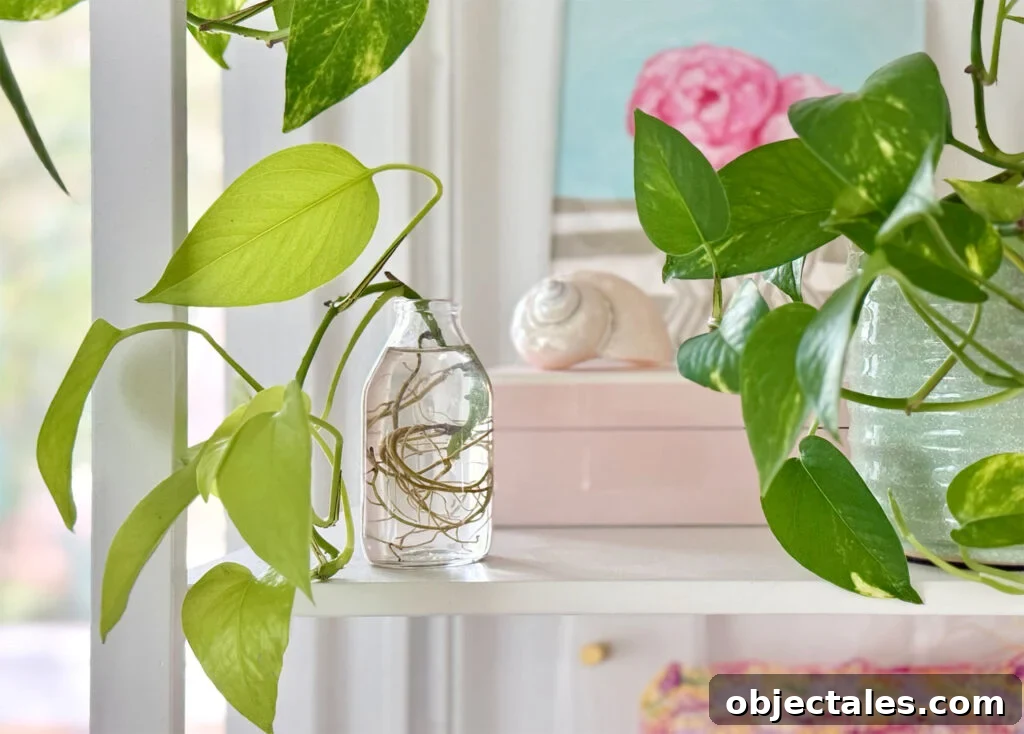 Propagating Pothos Clipping In Water On Shelf