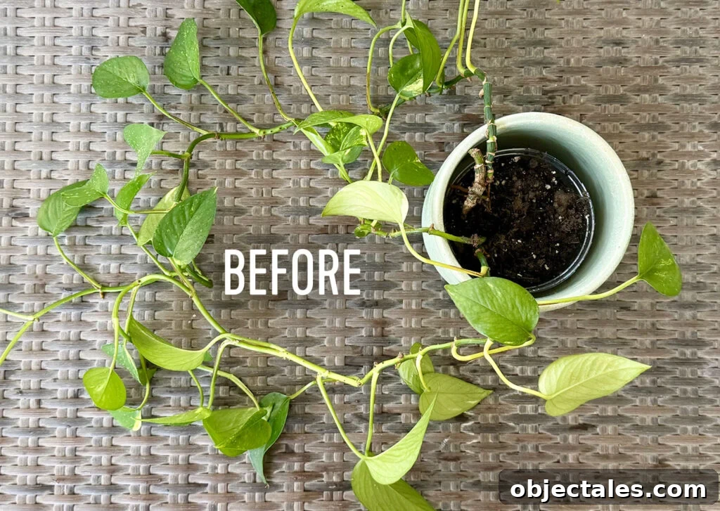 Potted Pothos Houseplan Before Basketing