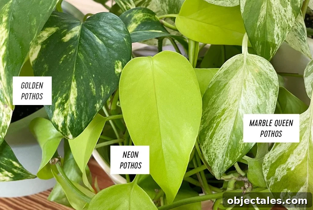 Golden Pothos Neon Pothos Marble Queen Pothos Leaf Side by Side Comparison