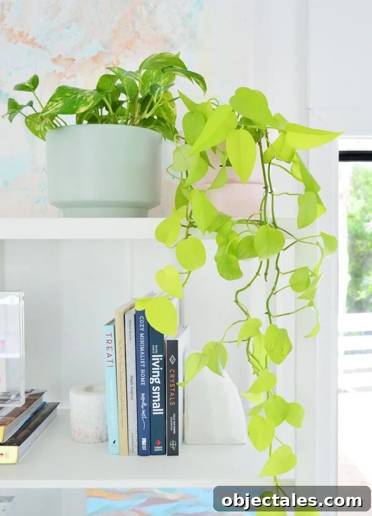 Neon Pothos Vine Trailing Off Bookcase
