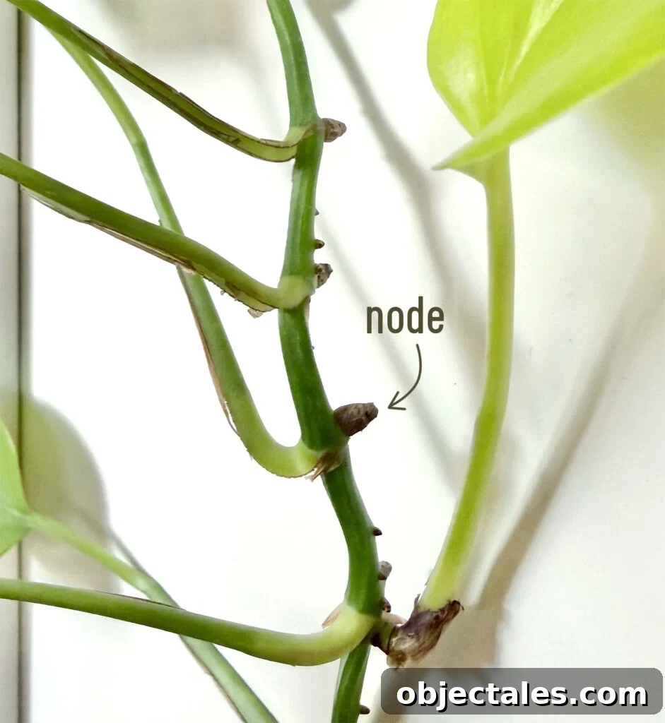 Pothos Plant Node Labeled With Arrow