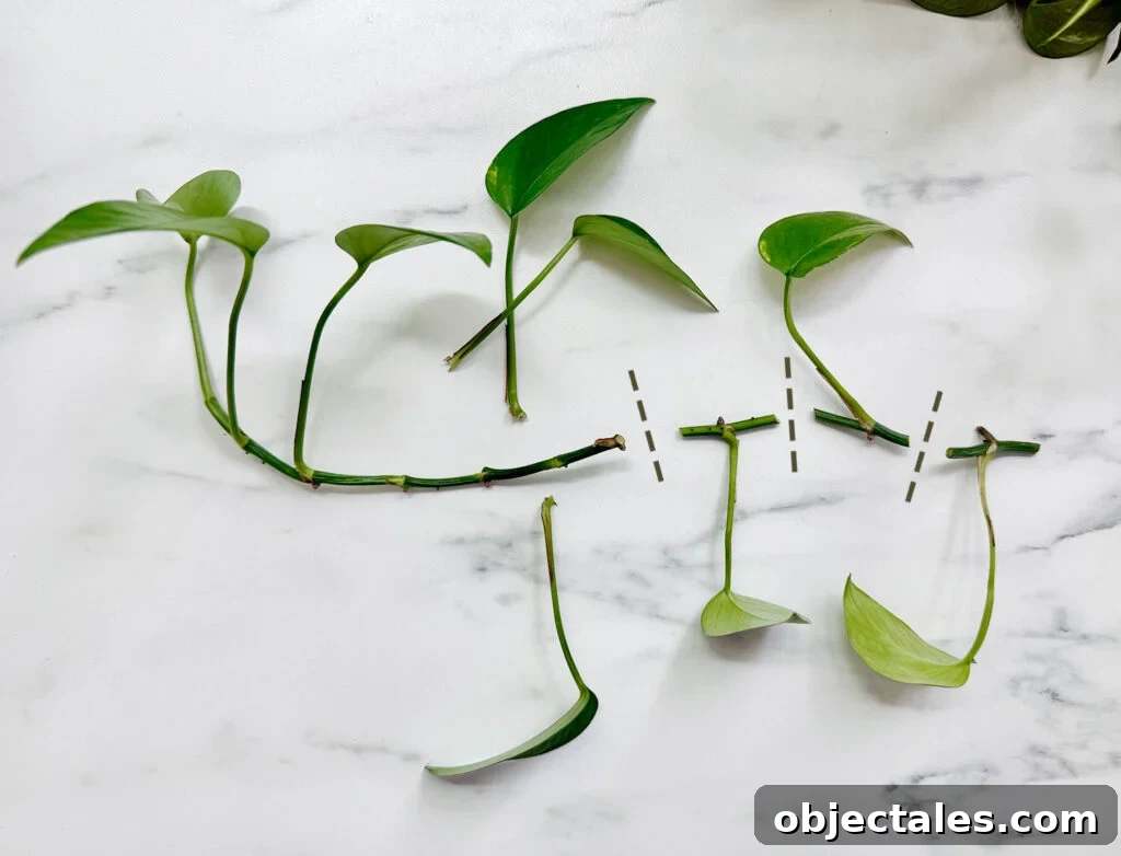 Pothos Vine Clipping Cut Into Node Sections For Propagation