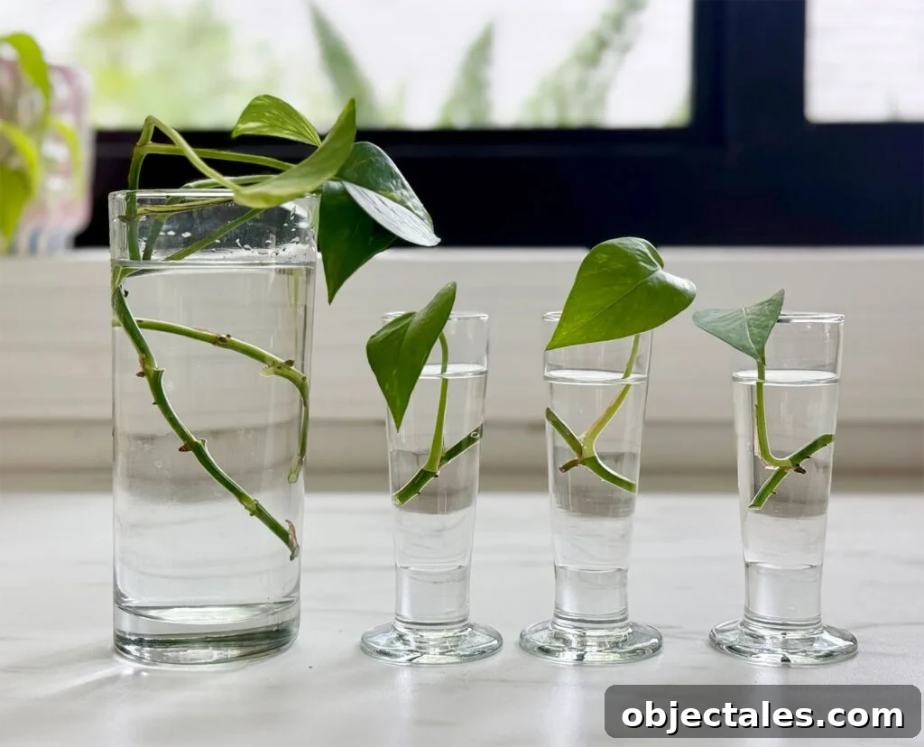 Row Of Glass Vessels With Pothos Clippings For Propagation