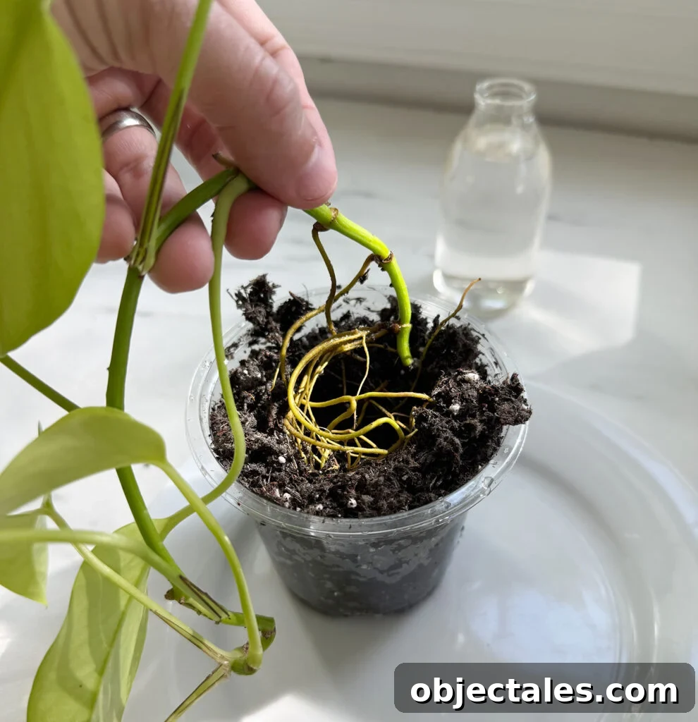 Planting Pothos Roots In Soil