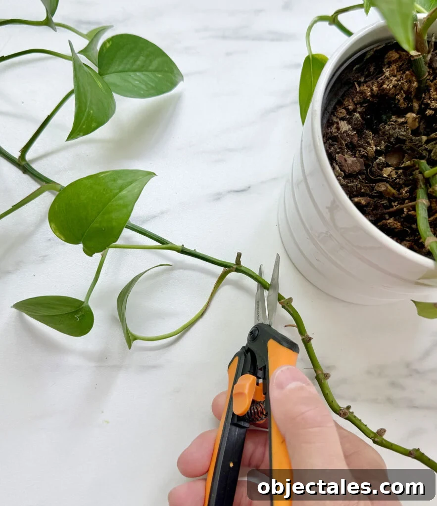 Cutting Potho Vine With Small Snips For Propagation