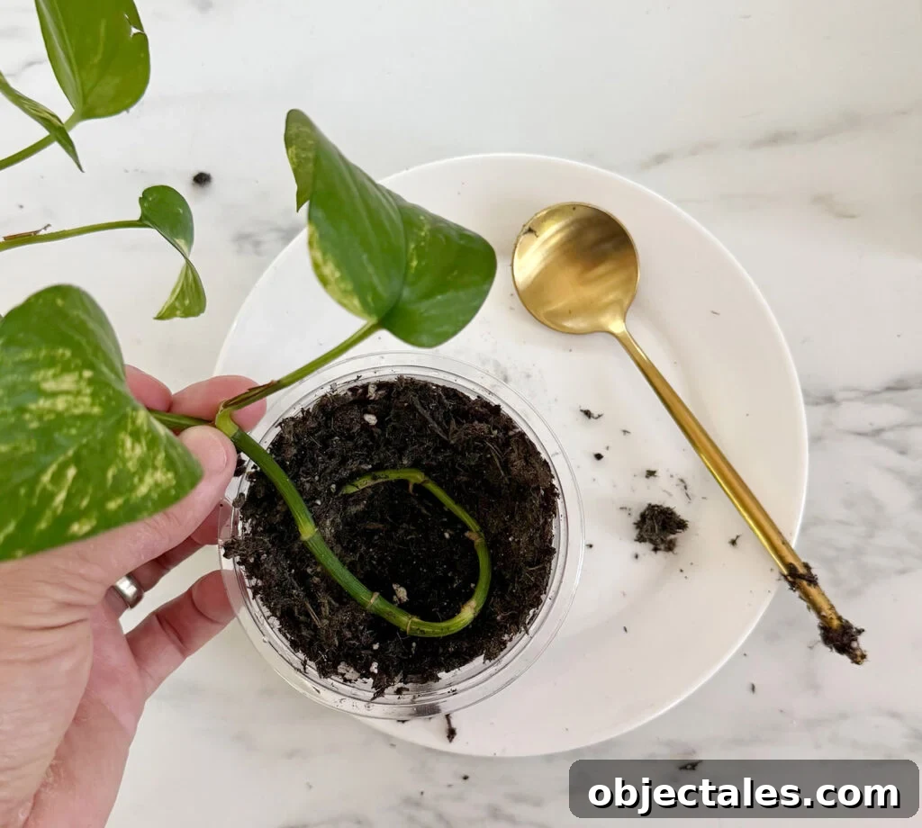 Potho Clipping Placed In Soil In Nursery Pot