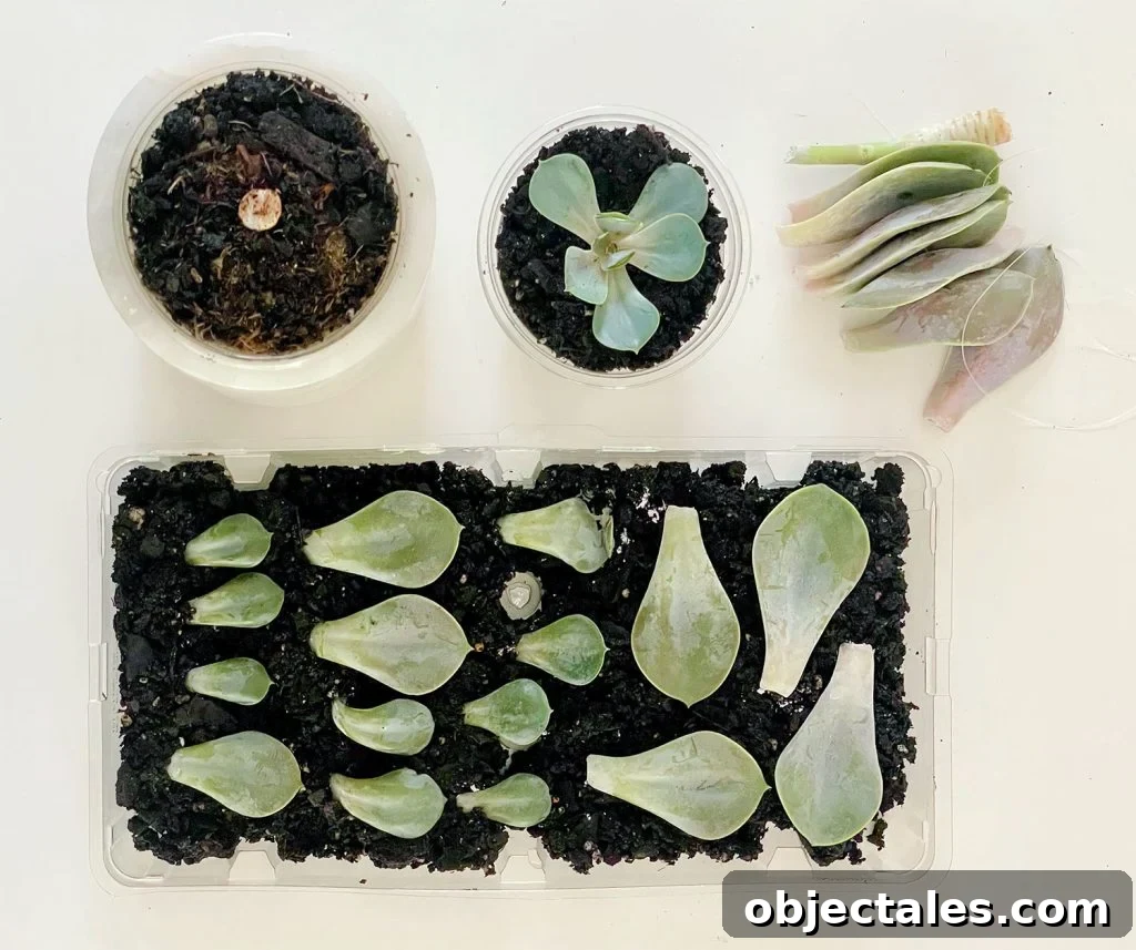 Propagating A Succulent Pieces In Soil Roots Laying Tray and Dry Hanging