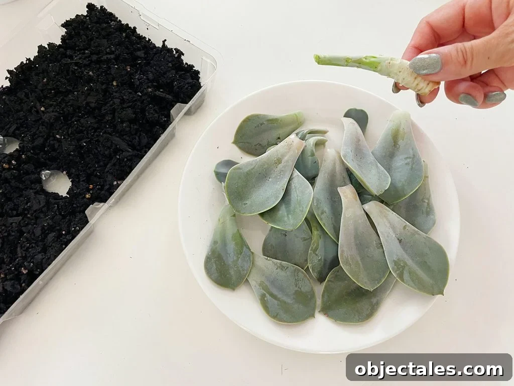 Removed Succulent Leaves From Stem For Propagation