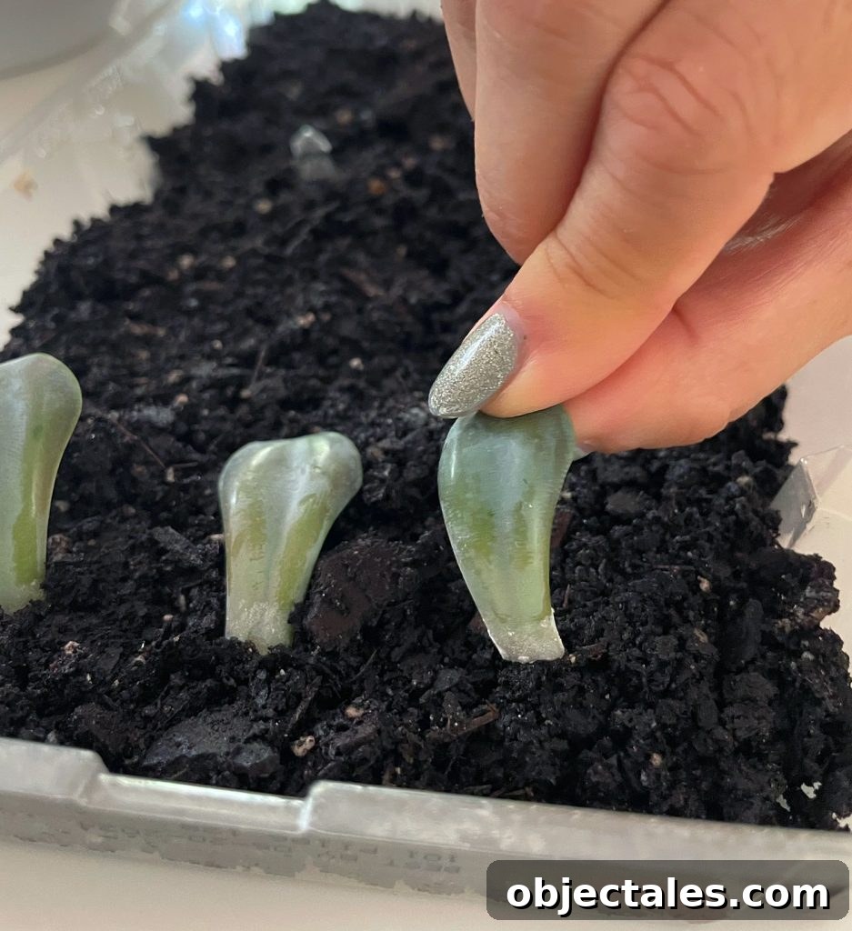 Placing Succulent Leaf Into Soil For Propagation