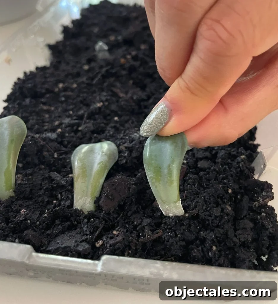 Placing Succulent Leaf Into Soil For Propagation